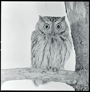 Tucson Prints: Screech Owl