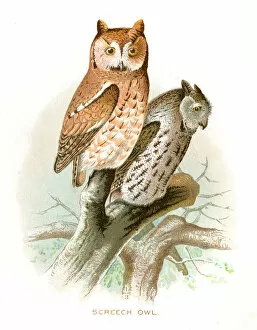 Diseases of Poultry by Leonard Pearson Collection: Screech owl lithograph 1897