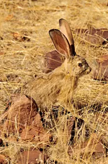 Scrub Hare (Lepus saxatilis), Mik Mountains, Damaraland, Namibia, Africa