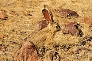 Mammalian Prints: Scrub Hare (Lepus saxatilis), Mik Mountains, Damaraland, Namibia, Africa