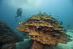 Scuba diver with coral, near Fahal, Oman