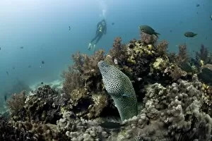 Scuba diver with a Laced Moray -Gymnothorax favagineus-, Gulf of Oman, Oman