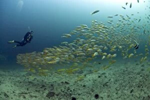 Scuba diver with a school of Yellowtail Snapper -Ocyurus chrysurus-, Gulf of Oman, Oman