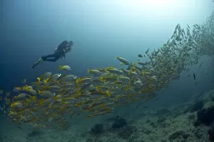 Images Dated 17th November 2012: Scuba diver with a school of Yellowtail Snapper -Ocyurus chrysurus-, Gulf of Oman, Oman