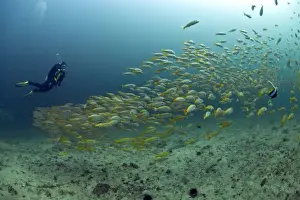Snapper Fish Prints: Scuba diver with a school of Yellowtail Snapper -Ocyurus chrysurus-, Gulf of Oman, Oman