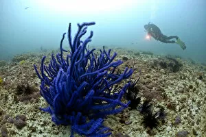 Scuba diver and Soft Coral -Alcyonacea-, Gulf of Oman, Oman