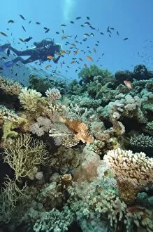 Unrecognizable Person Gallery: Scuba diver swimming above colourful coral reef, school of fish swimming past