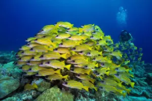 One Mature Woman Only Prints: Scuba diver watching a school of Bluestripe Snappers -Lutjanus kasmira-, Palau