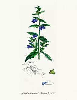 English Botany, or Coloured figures of British Plants Collection: Scullcap plant