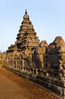 Kanchipuram District Prints: Sculptures of Nandi Bull around ancient Shore Temple at Mahabalipuram