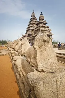 Tamil Nadu Prints: Sculptures of Nandi Bull around ancient Shore Temple at Mahabalipuram
