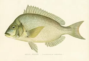 Images Dated 27th March 2017: Scup porgy chromolithograph 1898