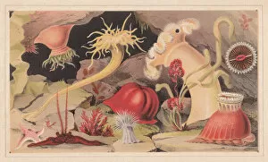 Images Dated 24th July 2015: Sea anemones, lithograph, published in 1868