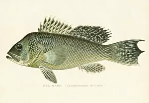 Images Dated 27th March 2017: Sea bass chromolithograph 1898