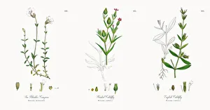 Images Dated 21st November 2017: Sea Bladder Campion, Silene maritima, Victorian Botanical Illustration, 1863