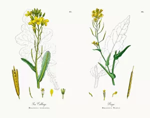 Images Dated 15th November 2017: Sea Cabbage, Brassica oleracea, Victorian Botanical Illustration, 1863