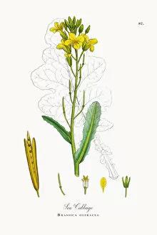Images Dated 26th September 2017: Sea Cabbage, Brassica oleracea, Victorian Botanical Illustration, 1863
