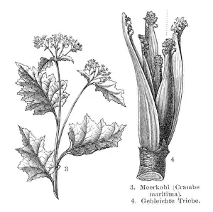 Cabbage Prints: Sea cabbage vegetables engraving 1895