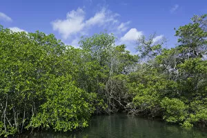 Tropical Tree Gallery: Sea channel overgrown with mangroves, Isabela Island, Galapagos Islands, Ecuador