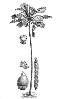 Palm Tree Prints: Sea coconut, coco de mer, or double coconut (lodoicea sechellarum)