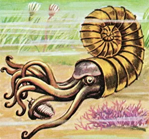 Images Dated 22nd August 2003: Sea creature