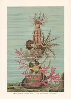 Sea ??cucumber, chromolithograph, published in 1897