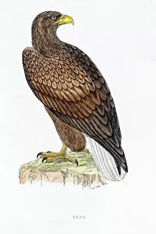 Eagle Bird Gallery: Sea eagle Erne bird 19 century illustration