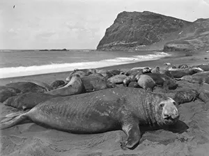 Historical Central Press Art Prints Gallery: Sea Elephant