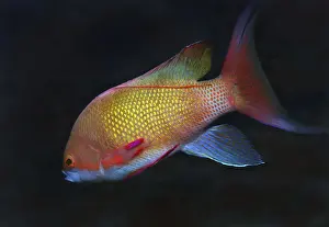 Red Sea Prints: Sea goldie, Jevel fairy basslet -Pseudanthias squamipinnis-, Red Sea, Egypt, Africa