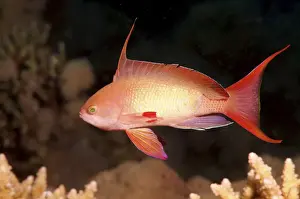 Red Sea Prints: Sea goldie, Jevel fairy basslet -Pseudanthias squamipinnis-, Red Sea, Egypt, Africa
