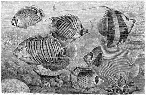 Suspicion Prints: The sea goldie (Pseudanthias squamipinnis)