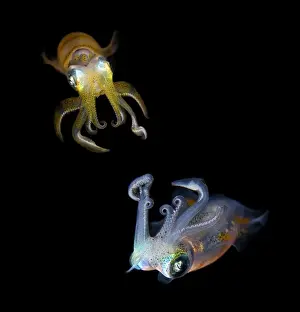 Andrey Narchuk Photography Prints: Sea jewels
