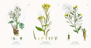 Sea Kale, Crambe maritima, Victorian Botanical Illustration, 1863
