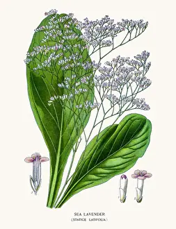 Sea Lavender