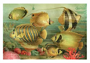 Sea life with butterflyfish emperor angelfish illustration