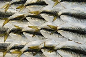 Market Gallery: sea life, seafood, market, freshness, healthy eating
