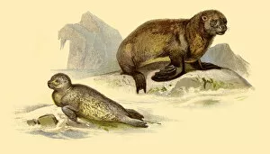 Images Dated 10th July 2016: Sea Lion and Seal illustration 1888