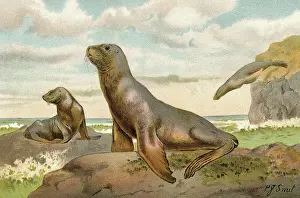 Sea Lions Playing on Shore