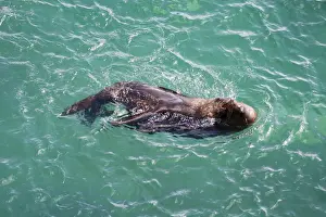 Sea lions playing in the waters of Valdes Peninsula