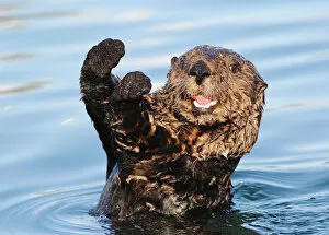 Images Dated 3rd August 2012: Sea Otter (Enhydra lutris)