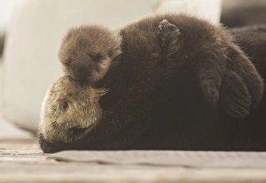 Life Collection: Sea Otter Mom and Pup