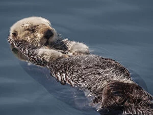Images Dated 4th February 2018: sea otter, otter, sleeping, floating, animal wildlife, close up, endangered species