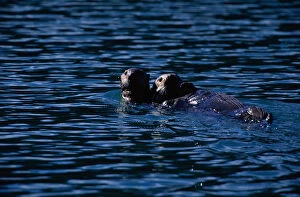 Art Wolfe Photography Gallery: Sea Otters, Glacier Nat l Park, Alaska