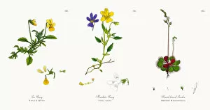 Images Dated 21st November 2017: Sea Pansy, Viola Curtisii, Victorian Botanical Illustration, 1863
