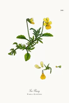 Images Dated 30th September 2017: Sea Pansy, Viola Curtisii, Victorian Botanical Illustration, 1863
