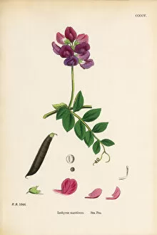 Images Dated 19th September 2017: Sea Pea, Lathyrus maritimus, Victorian Botanical Illustration, 1863