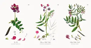 Sea Pea, Lathyrus maritimus, Victorian Botanical Illustration, 1863