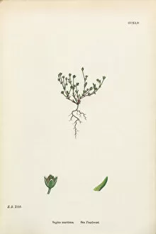 Images Dated 24th February 2017: Sea Pearlwort, Sagina Maritima, Victorian Botanical Illustration, 1863