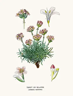 Sea pink flower