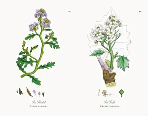 Sea Rocket, Cakile maritima, Victorian Botanical Illustration, 1863